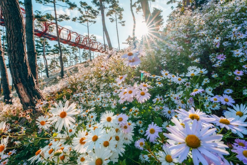 구절초 만개한 산청 동의보감촌 (출처=연합뉴스)