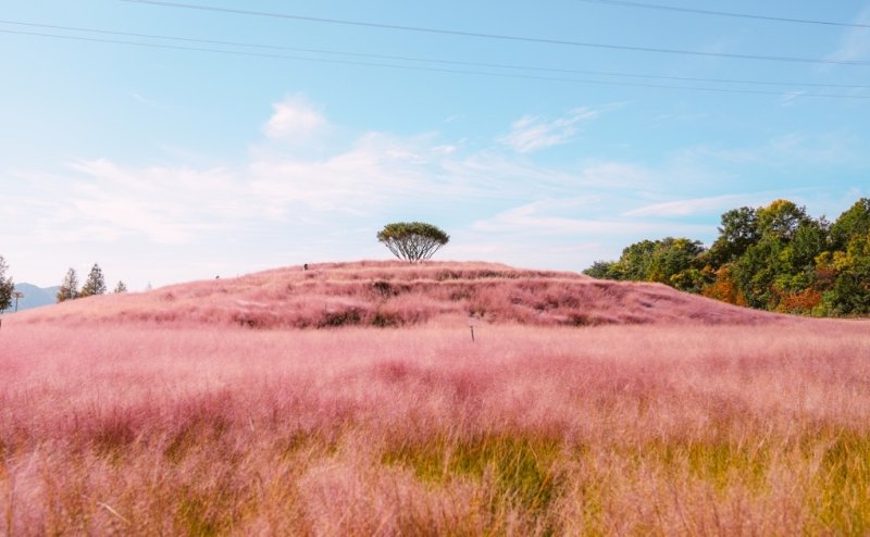 분홍빛 가을 합천 신소양체육공원 (출처=연합뉴스)