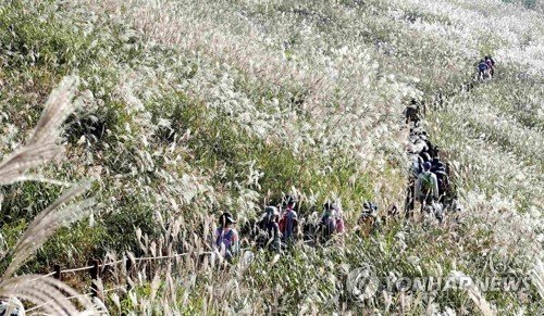 화왕산 억새 물결 (출처=연합뉴스)