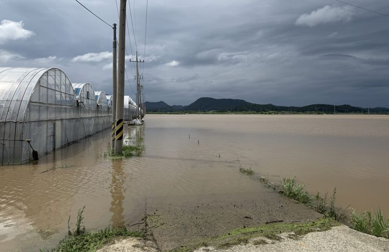 전남도는 지난 7월 16~20일 내린 집중호우로 인한 피해에 대한 신속한 복구와 도민 생활 안정을 위해 행정안전부로부터 총 303억원 규모의 특별교부세를 확보했다고 8일 밝혔다. 사진은 '7월 집중호우'로 침수 피해를 입은 나주 동강면의 벼 재배단지와 딸기하우스 모습. 전남도 제공