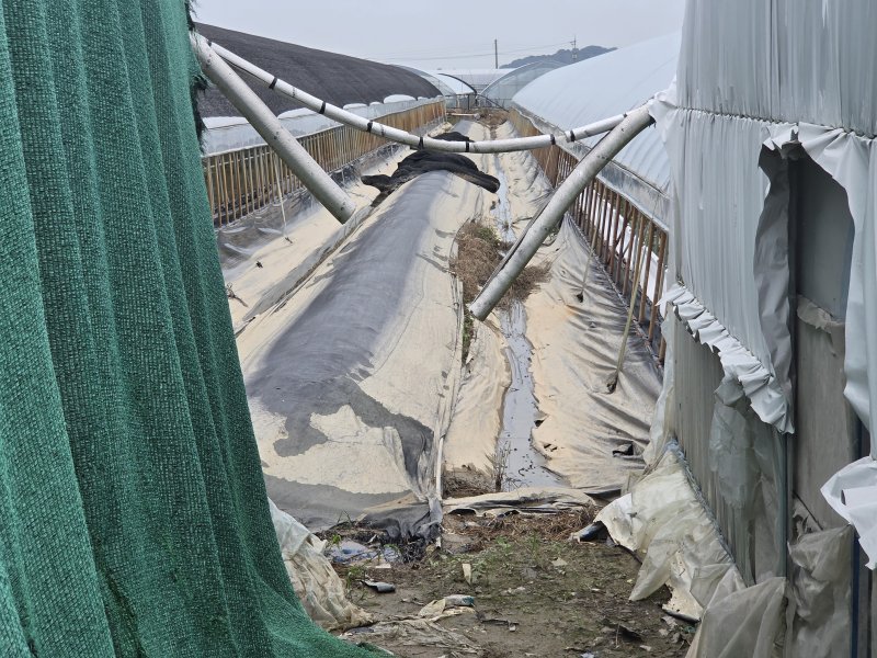 [익산=뉴시스] 8일 전북 익산시 망성면의 한 비닐하우스가 물에 잠겨 사이에 쳐놓은 검은색 커버가 물이 찼던 높이까지 흙색으로 물들어 있다. 2025.09.08. lukekang@newsis.com