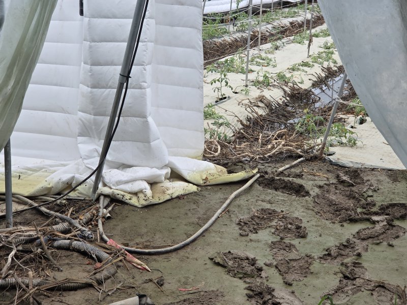 [익산=뉴시스] 8일 전북 익산시 망성면의 한 비닐하우스에 차광과 보온을 위해 설치한 흰색 이불 아래쪽이 집중호우로 인해 누렇게 물들어 있다. 2025.09.08. lukekang@newsis.com