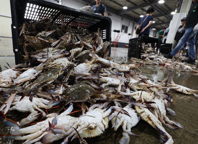 [인천=뉴시스] 전진환 기자 = 8일 인천 중구 인천수협 위판장에서 경매사와 상인들이 제철을 맞은 가을 꽃게 경매를 앞두고 선도를 살펴보고 있다. 2025.09.08. amin2@newsis.com