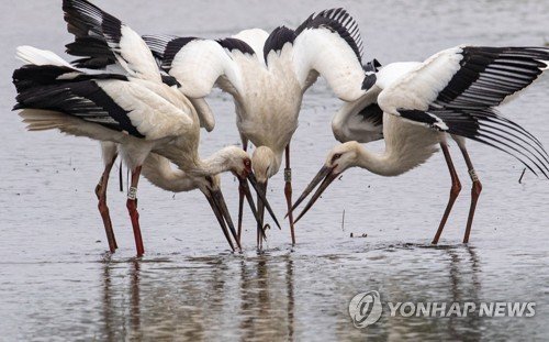 예산황새공원 인근 황새 (출처=연합뉴스)