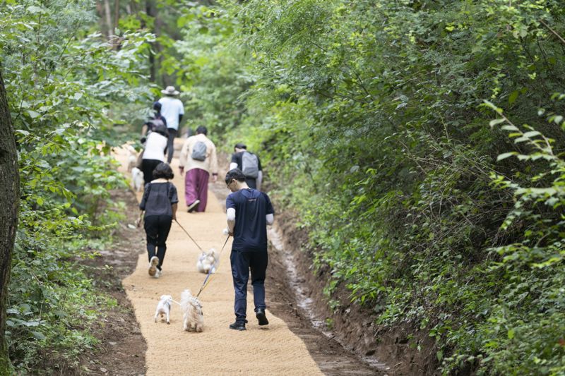 국립양평치유의숲에서 반려동물과 함께하는 치유여행 프로그램 참가자들이 반려동물과 함께 산초나무, 누리장나무, 배초향로 이뤄진 '향기나는 숲길'에서 노즈워킹 숲산책을 하고 있다. 국립춘천숲체원 제공