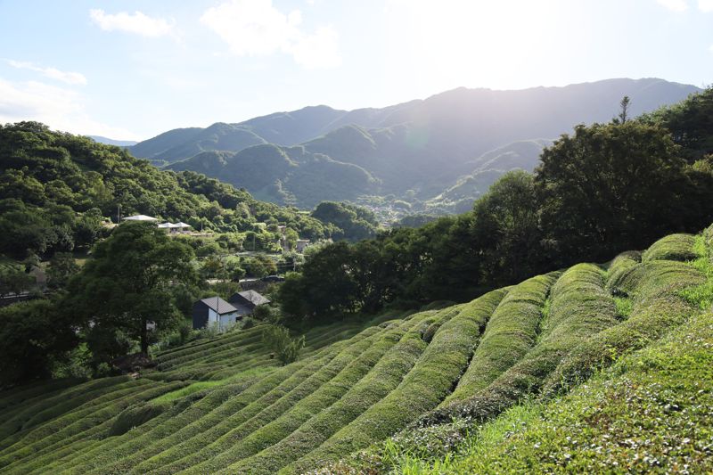 하동 화개면 야생차밭