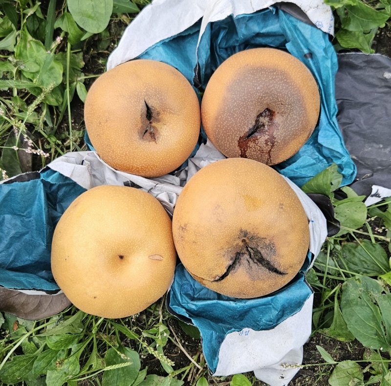 고온장해 피해를 본 신고배. 사진=뉴시스(농촌진흥청 제공)