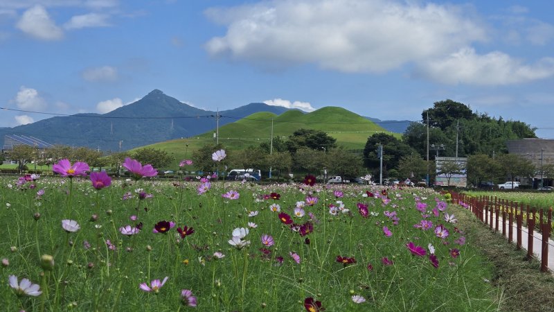 [고성(경남)=뉴시스] 신정철 기자= 경남 고성군은 기월리 안뜰에서 오는 19일부터 21일까지 총 3일간 관람객들이 꽃도 보고 고성군의 다양한 축제와 문화유산도 관람할 수 있도록 '2025 고성기월안뜰 경관농업 가을꽃 축제'를 개최한다.사진은 가을꽃의 여왕 코스모스꽃밭 모습.(사진=고성군 제공).2025.09.11. photo@newsis.com *재판매 및 DB 금지