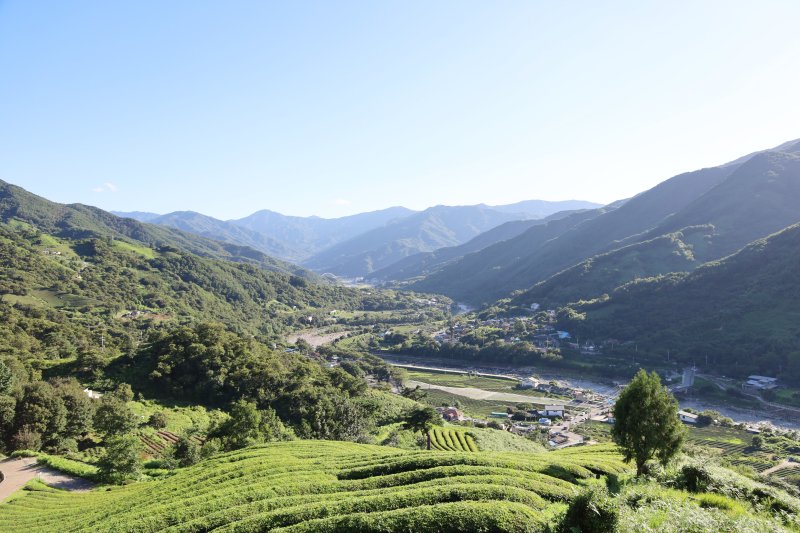 경남 하동 화개면 일대 야생차밭