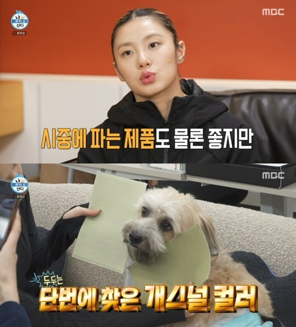 리정, 소파→반려견 침대까지…"'두두 베드' 제작"