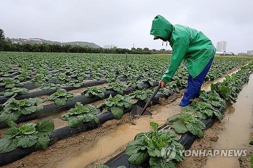 "아까운 빗물" 배추 밭고랑 정리하는 농민 (출처=연합뉴스)