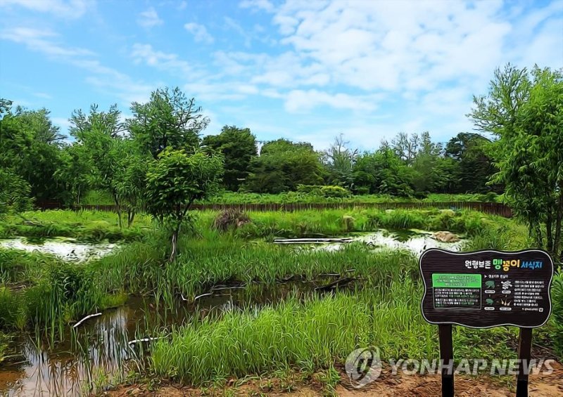 맹꽁이 습지 (출처=연합뉴스)