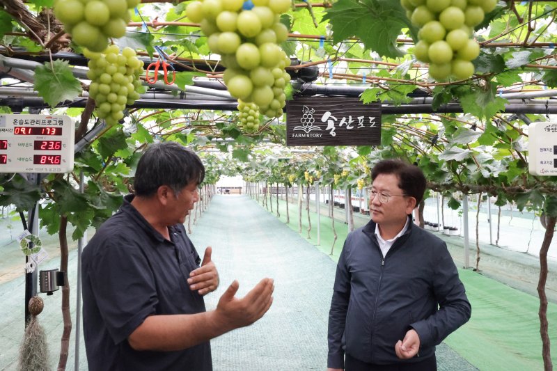 [세종=뉴시스] 농촌진흥청은 이승돈 청장이 지난 12일 경기 화성시 송산면에 있는 포도 스마트팜 선도 농가 ㈜농업회사법인 팜스토리를 방문해 국내 육성 신품종 포도 재배 현황과 데이터에 기반한 농장 운영 상황을 살폈다고 14일 밝혔다. (사진=농진청 제공) 2025.09.14. photo@newsis.com *재판매 및 DB 금지