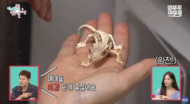 한지은 반려 도마뱀 '모니'