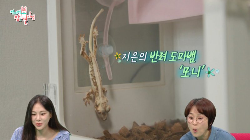 한지은, '마른' 반려 도마뱀 학대 의혹 해명 주기적으로 건강 체크