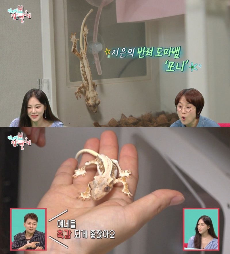 근황 보여달라…한지은, 반려 도마뱀 학대 의혹 해명에도 논란 여전 [N이슈]