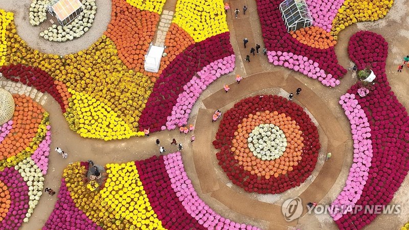 내설악에 넘실대는 국화꽃 물결 (출처=연합뉴스)