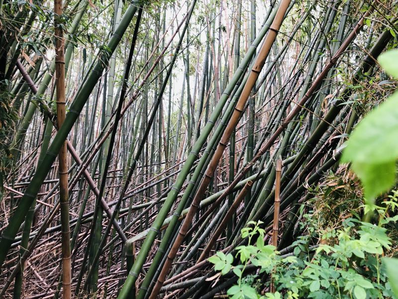 울산 삼호대숲 안쪽에 고사된 대나무가 쓰러져 있다. 울산시는 바닥에서 자라는 죽순의 생육을 위해 이러한 고사목들을 제거할 예정이다. fn 사진 DB