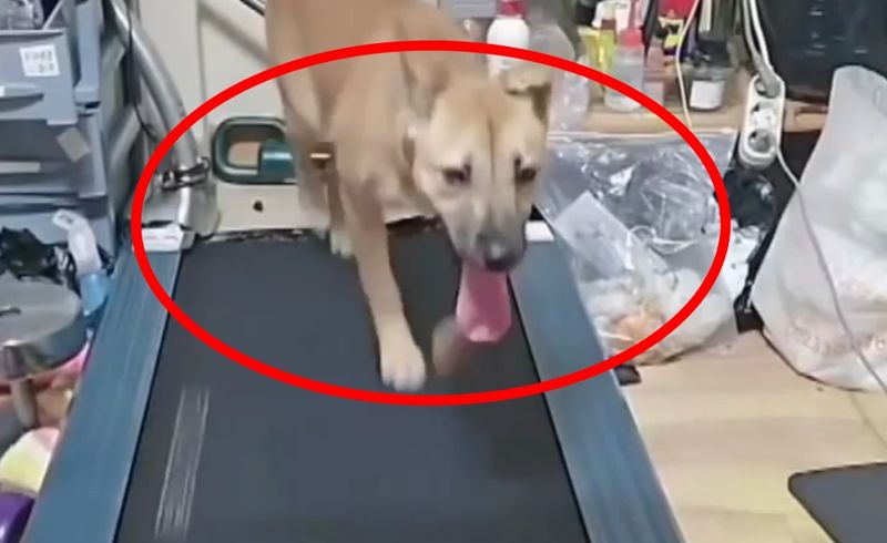 강아지가 3시간 동안 러닝머신을... 생방송 킨 견주에 발칵