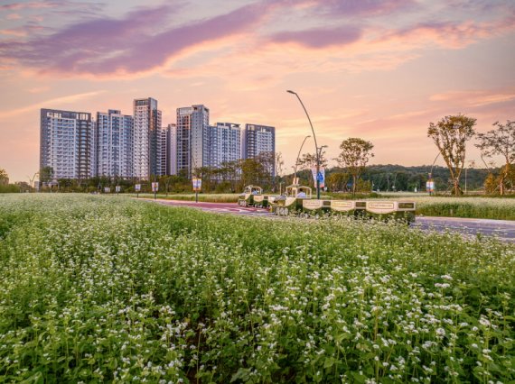 [9월 20일부터 인천 도심에서 국내 최대규모의 ‘검단 메밀꽃•황토 십리길’이 개장하며 행사 기간 로열 트레인 투어 및 황톳길 맨발 걷기, 불꽃놀이 등 다채로운 행사가 펼쳐진다.]