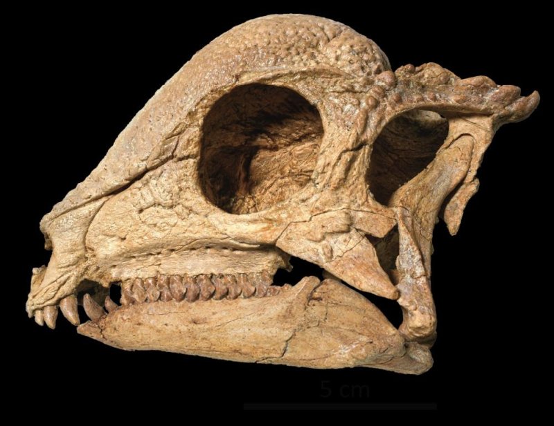 완전한 형태의 '자바케팔레 린포체' 두개골 (출처=연합뉴스)