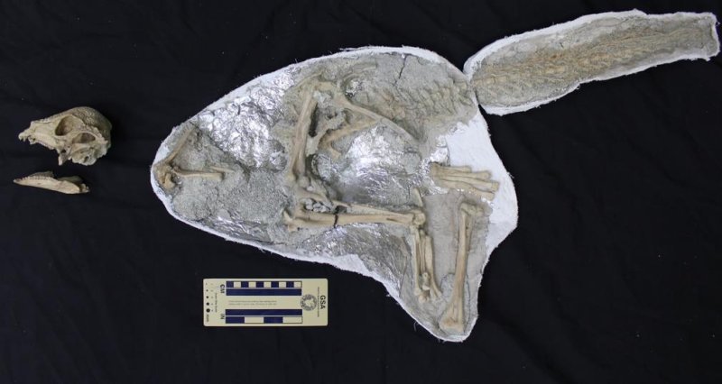 파키케팔로사우루스류 공룡 '자바케팔레 린포체' 화석 (출처=연합뉴스)