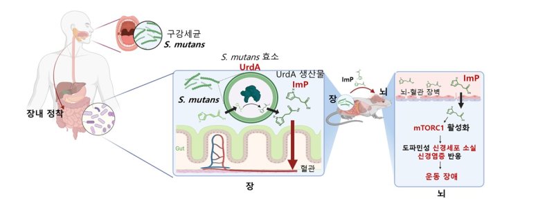 [포항=뉴시스] 송종욱 기자 = 포스텍-성균관대-서울대 연구팀이 공동으로 구강세균이 장에서 만든 대사산물이 먹튀 없는 바카라 사이트을 유발하는 메커니즘을 밝혀냈다. 사진은 구강세균의 장내 정착에 따라 생성되는 대사체가 뇌에서 축적과 먹튀 없는 바카라 사이트의 유발 모델 모식도. (사진=포스텍 제공) 2025.09.19. photo@newsis.com