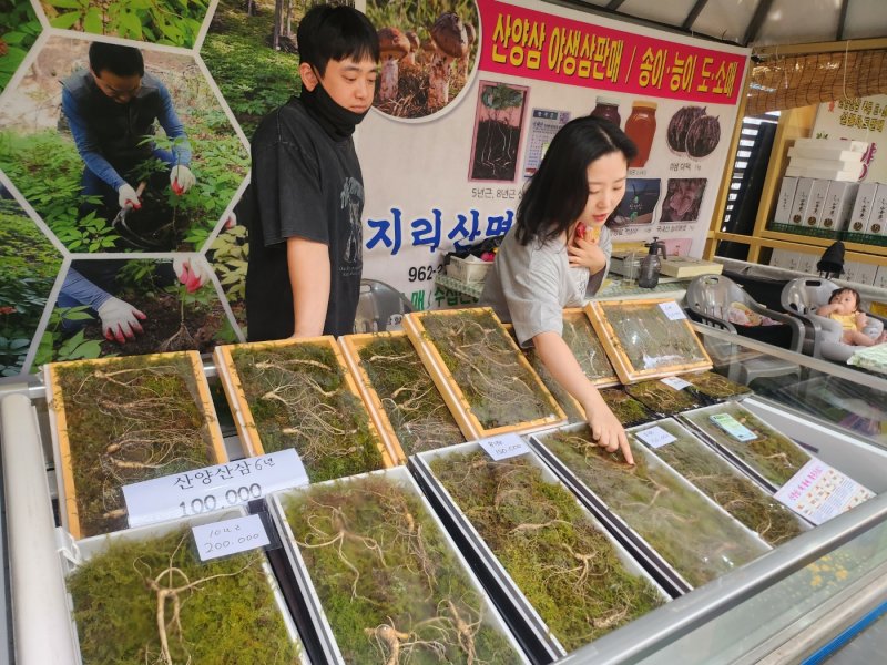 [함양=뉴시스] 서희원 기자= 19일 제20회 함양사설 바카라가 개최되고 있는 가운데 청정지역에서 생산한 함양산삼에 대해 설명하고 있다. 2025. 09. 19. shw1881@newsis.com *재판매 및 DB 금지