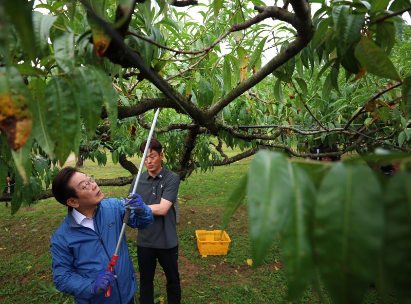 [세종=뉴시스] 고범준 기자 = 이재명 대통령이 16일 세종시 전동면 조일농원 복숭아 농장을 방문해 가지치기 체험을 하고 있다. (대통령실통신사진기자단) 2025.09.16. bjko@newsis.com