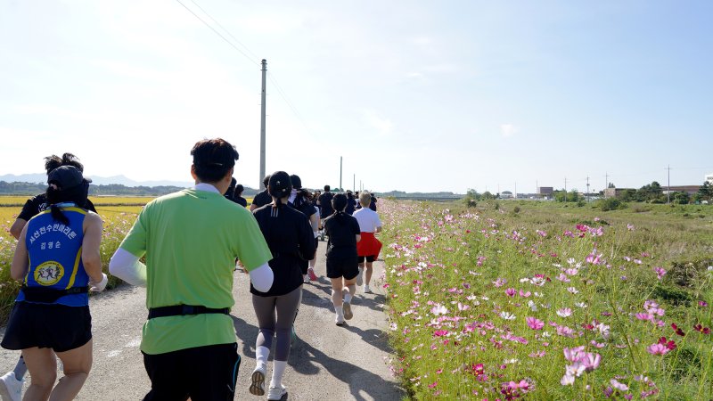 지난해 9월 개최된 코스모스 황금들녘 마라톤대회 모습(서산시 제공. 재판매 및 DB금지)2025.9.22/뉴스1