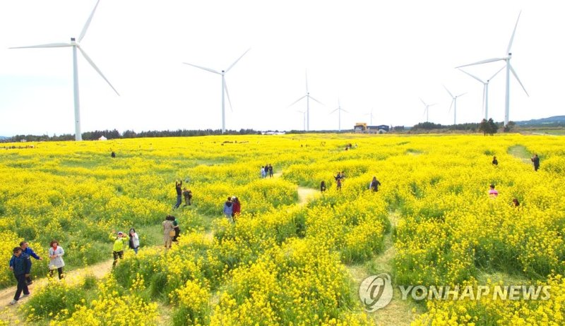 제주도가 40㎿급 장주기 에너지저장장치(ESS) 구축을 추진하는 서귀포시 표선면 가시리 일대. 장주기 ESS는 재생에너지 전기를 저장해 전력 수요가 높은 시간에 공급하는 핵심 설비다. /사진=연합뉴스