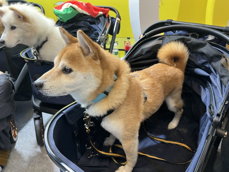 도지코인이 운영하는 부스에 시바견 3마리가 있다. 사진=박경호 기자