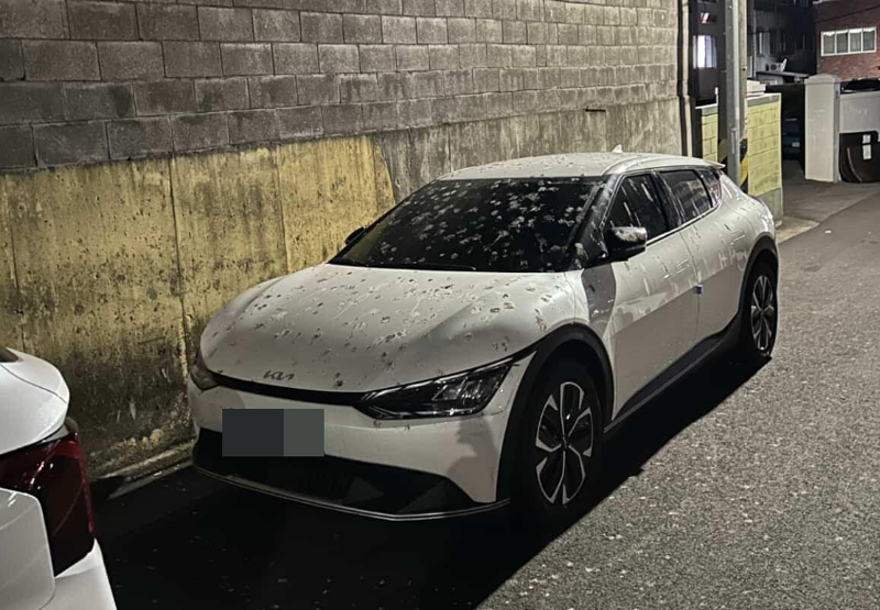 비둘기 먹이 주는 할머니 탓에... 차 위에 배설물 '경악'