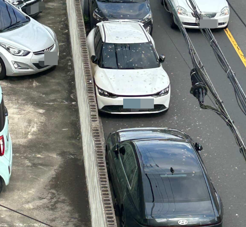 비둘기 먹이 주는 할머니 탓에... 차 위에 배설물 '경악'