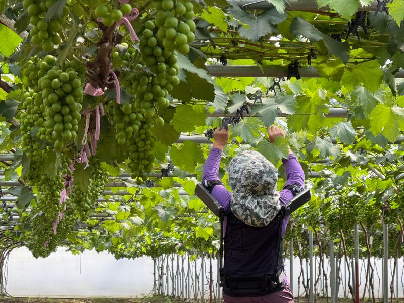 현대자동차·기아 로보틱스랩이 개발한 ‘엑스블 숄더’가 농업 현장에서 활용되는 모습. 현대자동차·기아 제공