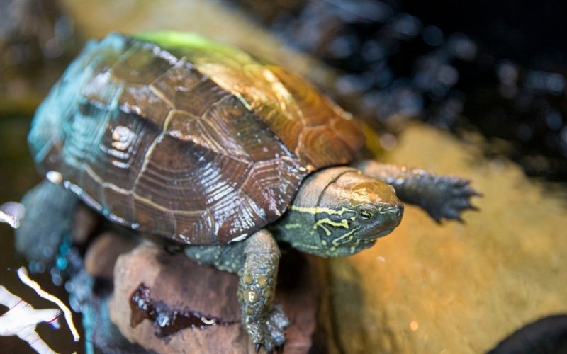 치료 중인 남생이 (출처=연합뉴스)
