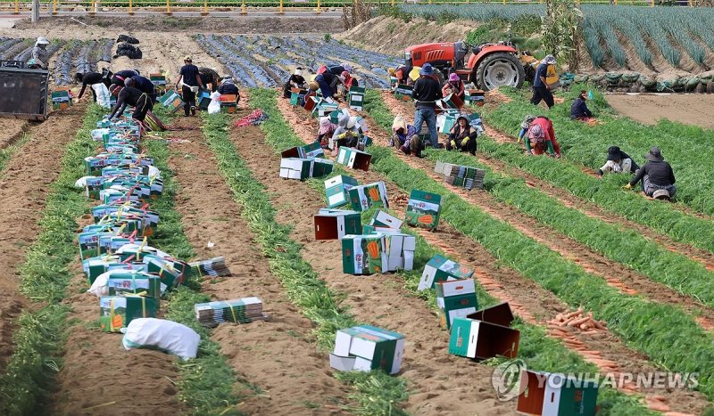 가뭄과 폭염 이겨낸 당근 수확 (출처=연합뉴스)