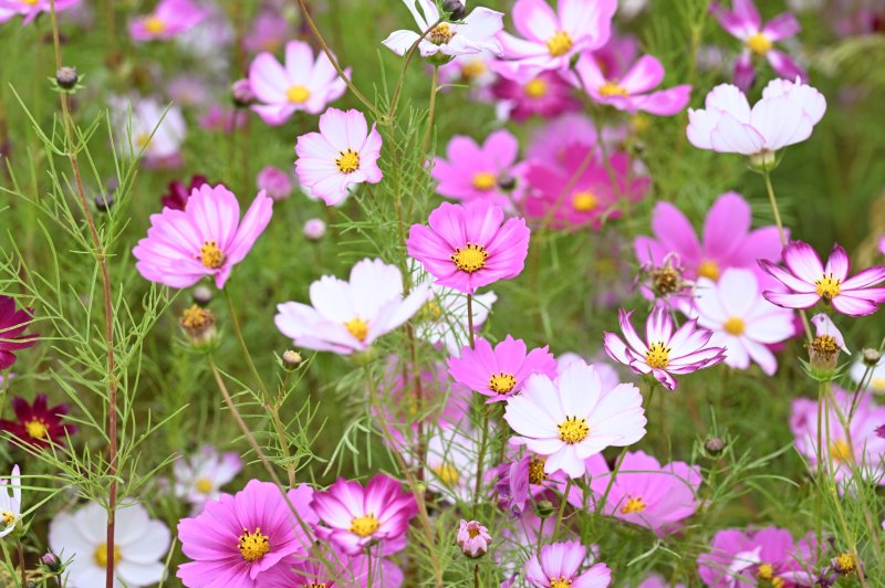 구리 코스모스축제. (사진=구리시 제공) photo@newsis.com *재판매 및 DB 금지