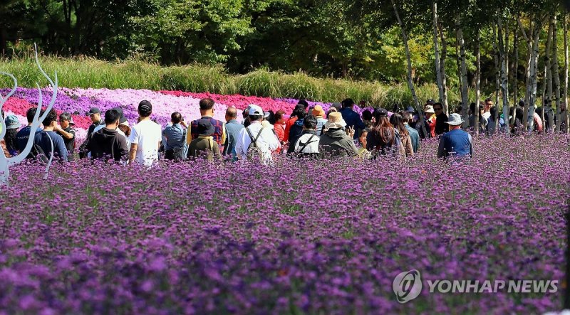 내설악 가을꽃의 향연 (출처=연합뉴스)