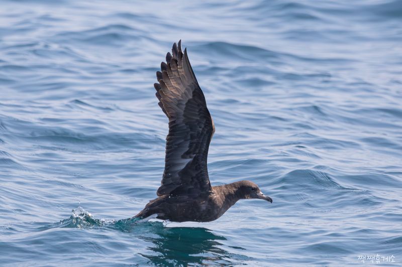 울산 방어진 앞바다에서 관찰된 붉은발슴새. 우리나라 바다에서는 보기 드문 나그네새다. 짹짹휴게소 홍승민