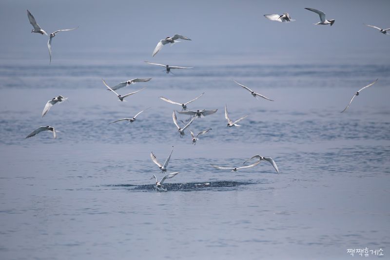 울산 방어진 앞바다에서 먹이사냥 중인 제비갈매기. 짹짹휴게소 홍승민