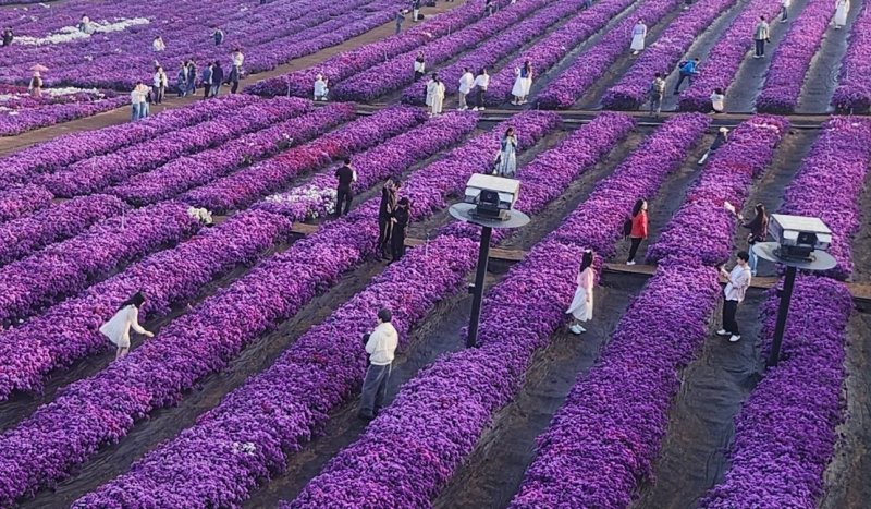 [거창=뉴시스] 27일 오전 7시 경남 거창군 감악산 별바람언덕 꽃별여행 축제애 많은 관광객들이 아스타 국화에 흠뻑 빠져 있다. 2025. 09. 27. shw1881@newsis.com *재판매 및 DB 금지