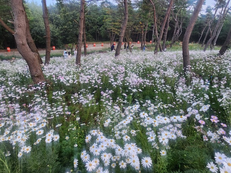 [거창=뉴시스] 27일 오전 7시 경남 거창군 감악산 별바람언덕 꽃별여행 축제애 많은 관광객들이 구절초 국화에 흠뻑 빠져 있다. 2025. 09. 27. shw1881@newsis.com *재판매 및 DB 금지