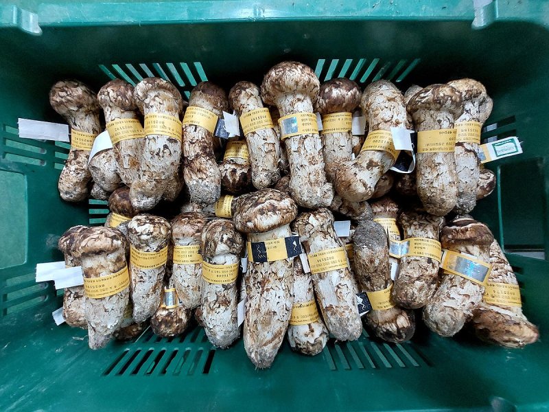 분류 작업 완료된 양양 송이 (출처=연합뉴스)