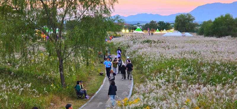 광주광역시가 '2025 광주 방문의 해'를 맞아 오는 10~11월 시민과 관광객이 함께 즐길 수 있는 미식 테마 행사와 다양한 축제를 집중 운영한다. 사진은 지난해 서창억새축제를 찾은 시민 모습. 광주광역시 제공