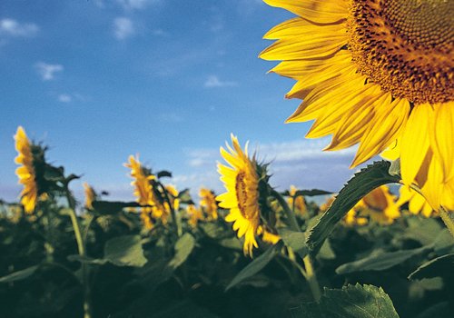 제공-미국 해바라기협회