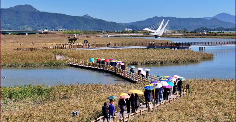 전남 강진군은 가을이면 황금빛 갈대 물결이 장관을 이루는 강진만에서 오는 10월 25일부터 11월 2일까지 제10회 강진만 춤추는 갈대축제를 개최한다고 밝혔다. 사진은 관광객들이 강진만 갈대밭을 거닐고 있는 모습. 강진군 제공
