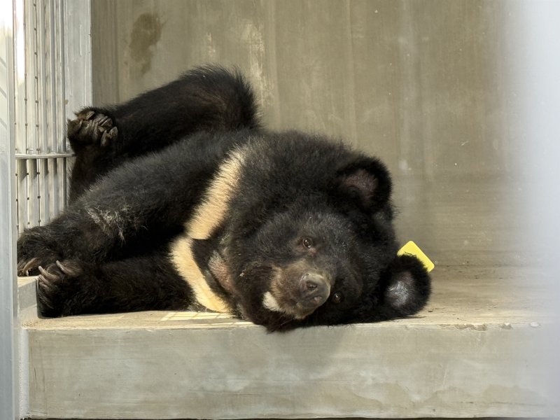 [세종=뉴시스] 보호시설로 이송된 곰(사진=환경부) *재판매 및 DB 금지 /사진=뉴시스