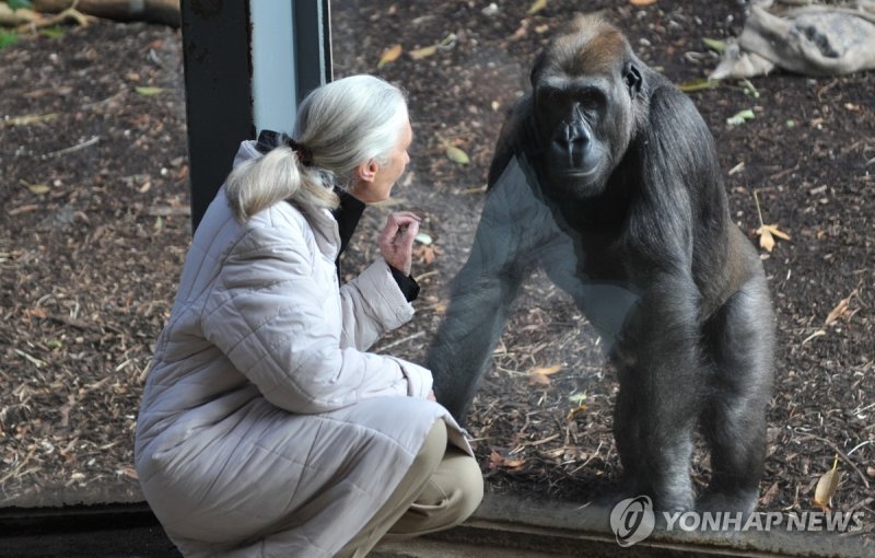 '침팬지의 어머니' 동물학자&middot;환경운동가 제인 구달 별세…향년 91세