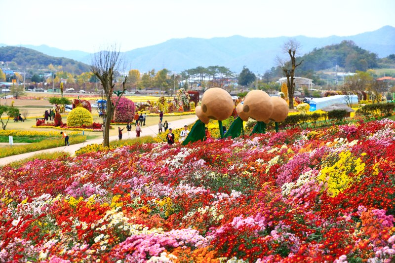화순 고인돌 가을꽃 축제./뉴스1